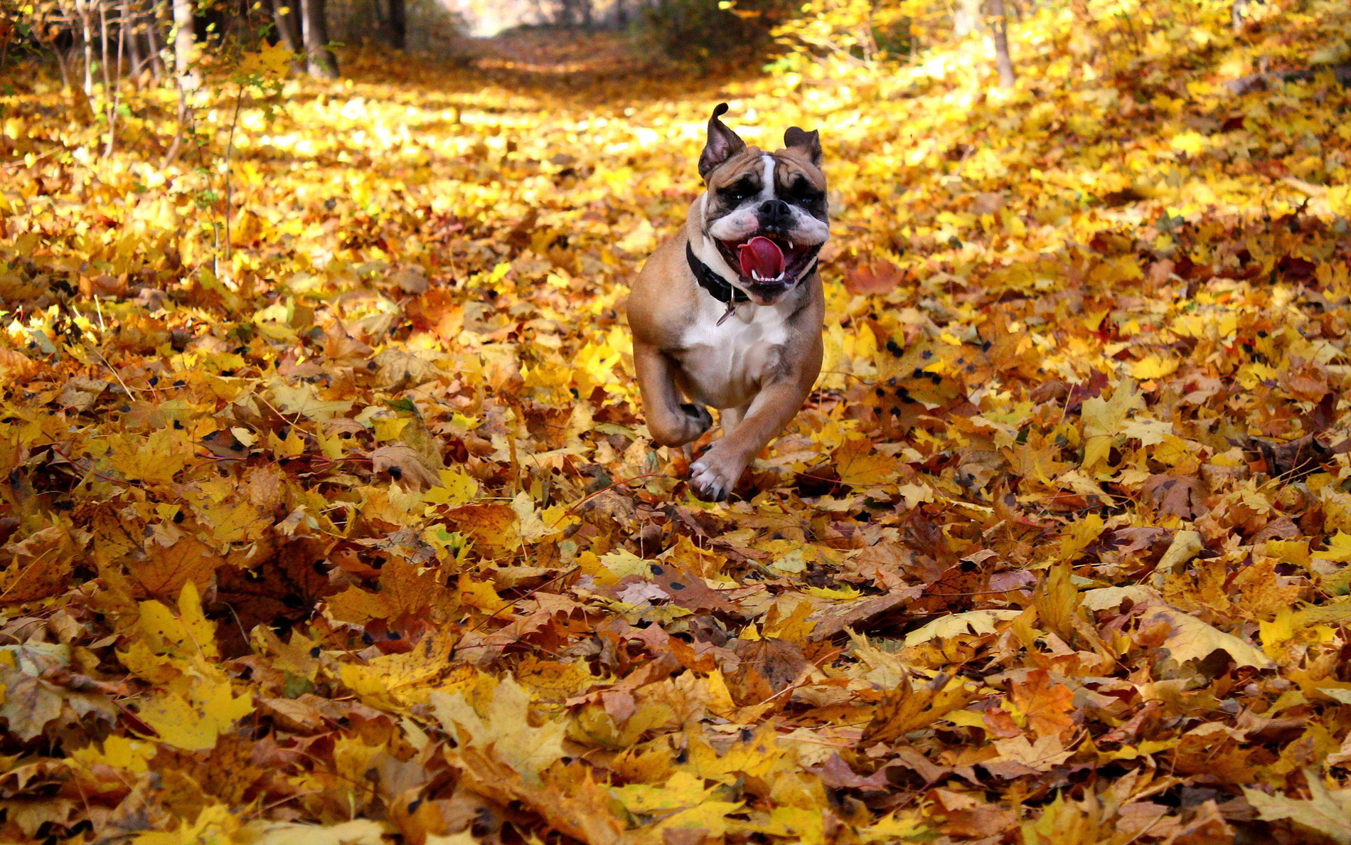 Dog friendly stops on the M5 motorway on the way to North Devon