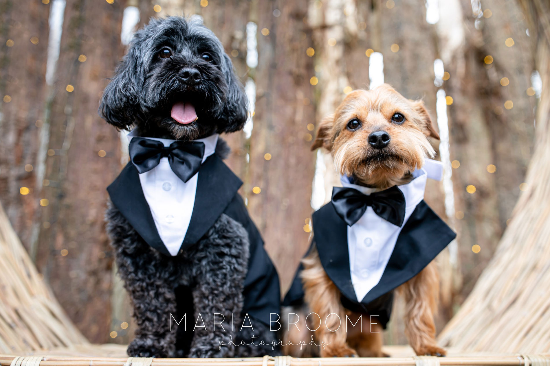 Wedding photos with your dog at Tree Top Escape, North Devon