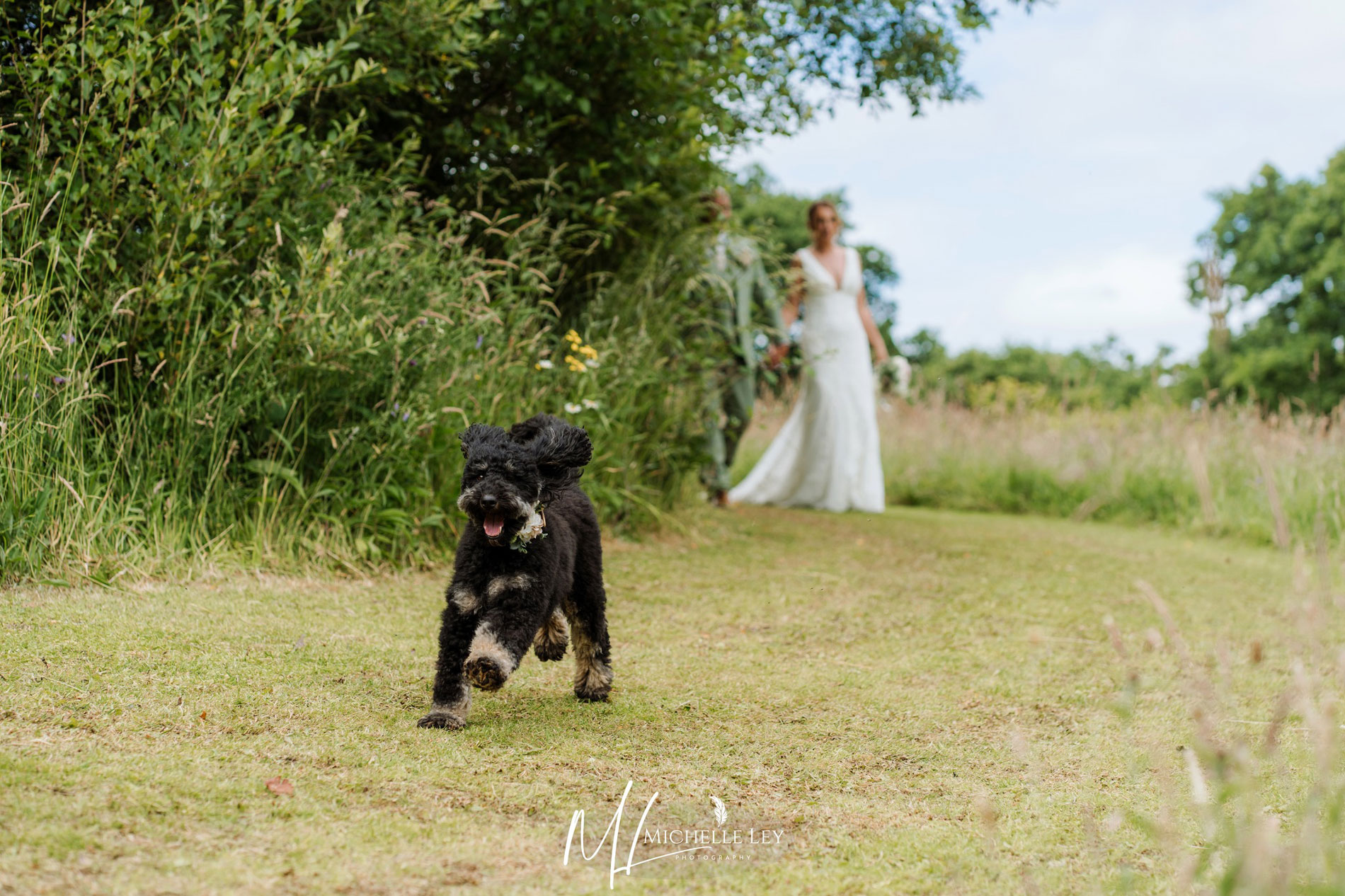 Dog friendly wedding day at Tree Top Escape, North Devon