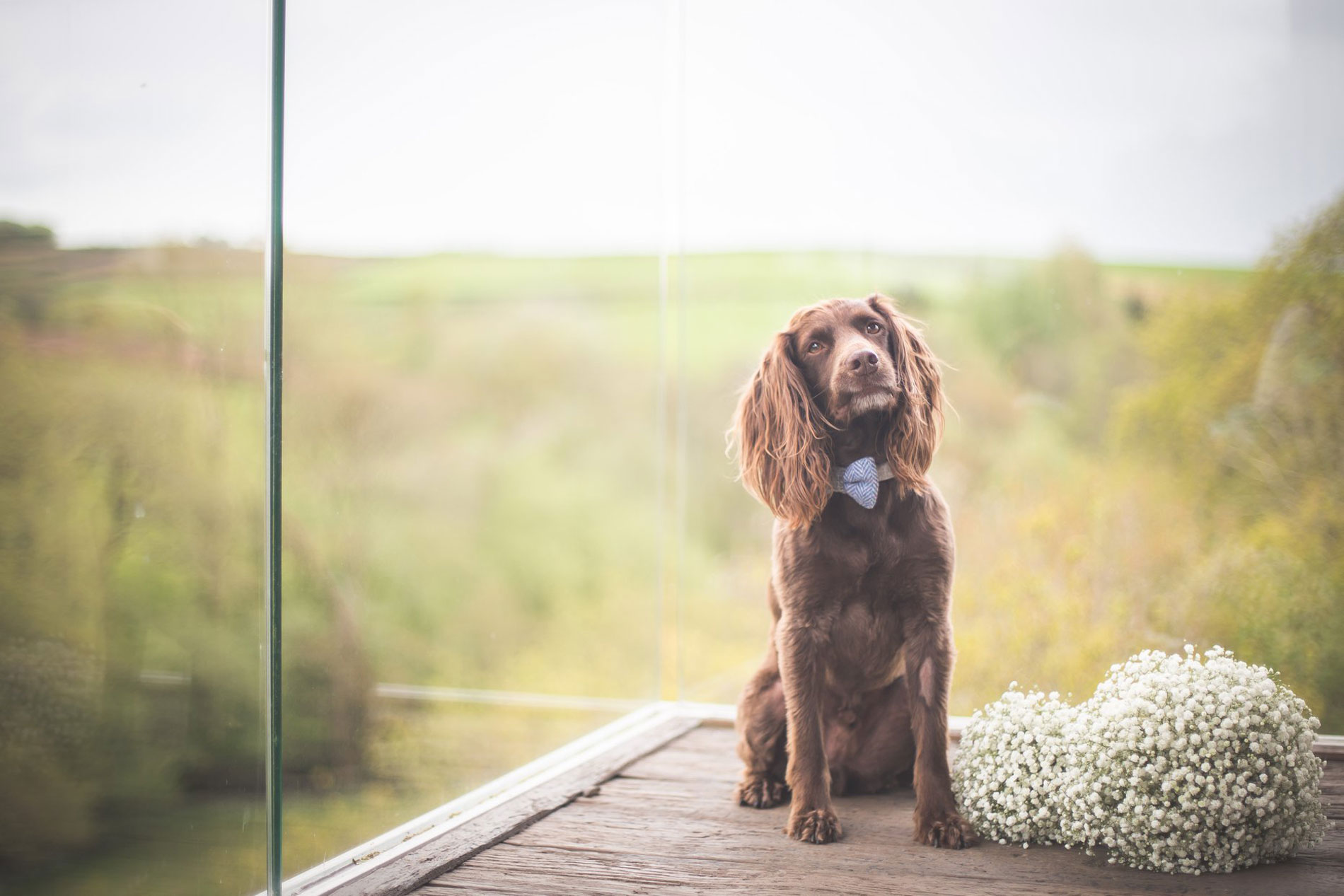 Dog friendly wedding venue at Tree Top Escape, North Devon — 15 private acres