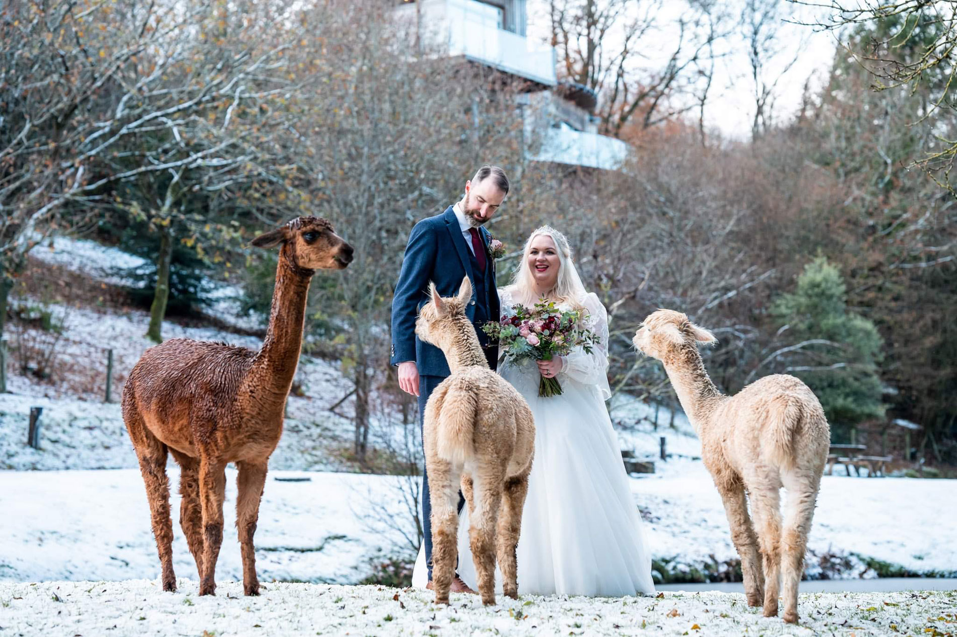 Alpaca feeding on your wedding day at Tree Top Escape, Devon