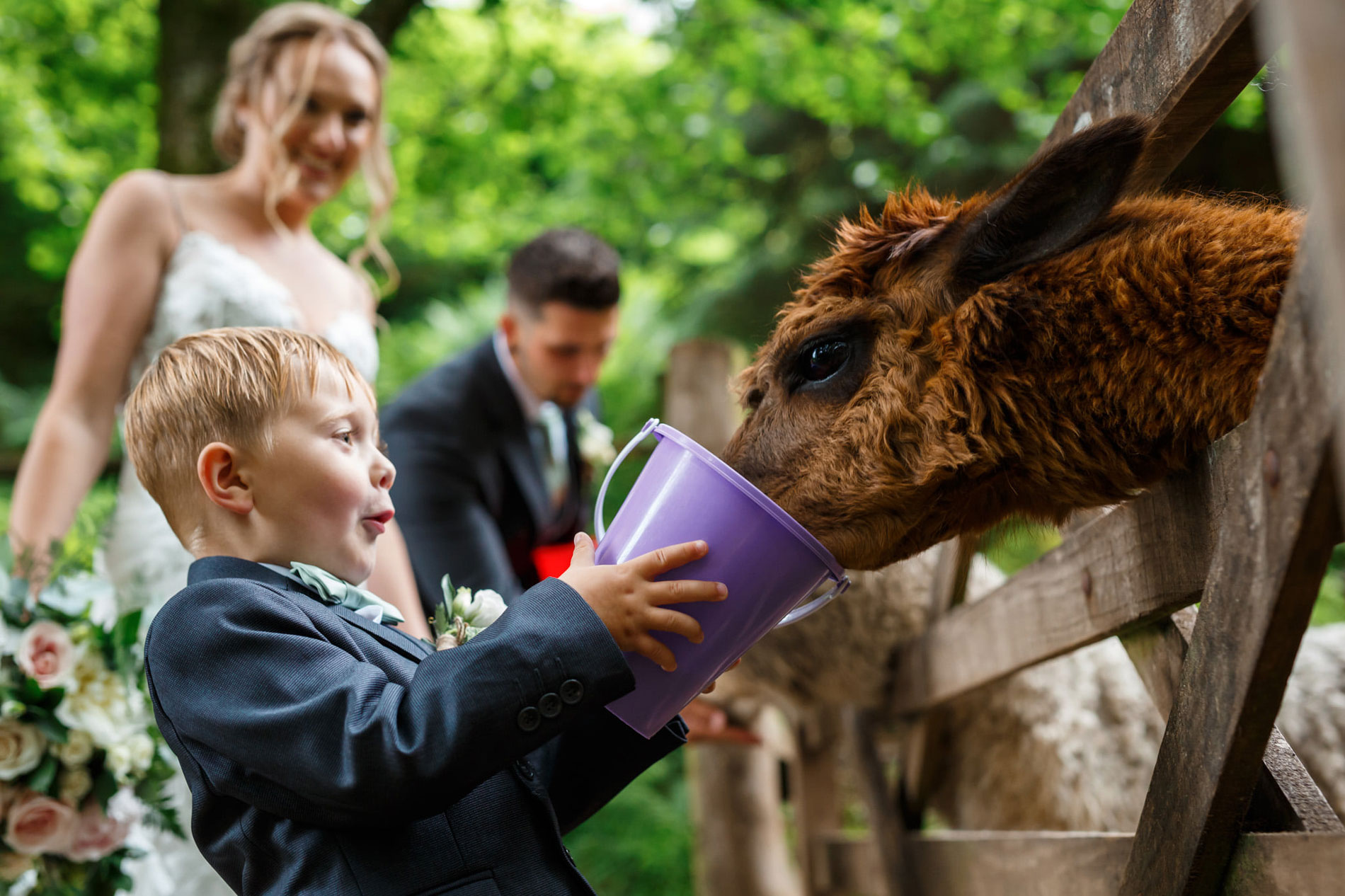 Alpacas on your wedding