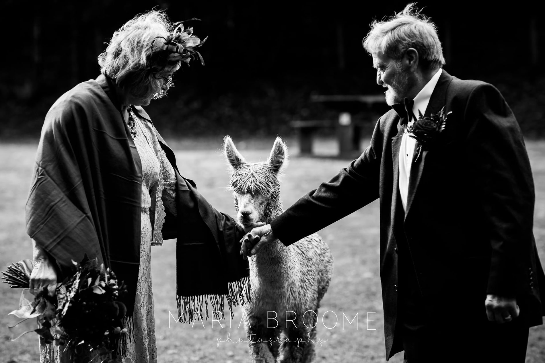 Wedding couple posing with alpacas at Tree Top Escape, Devon