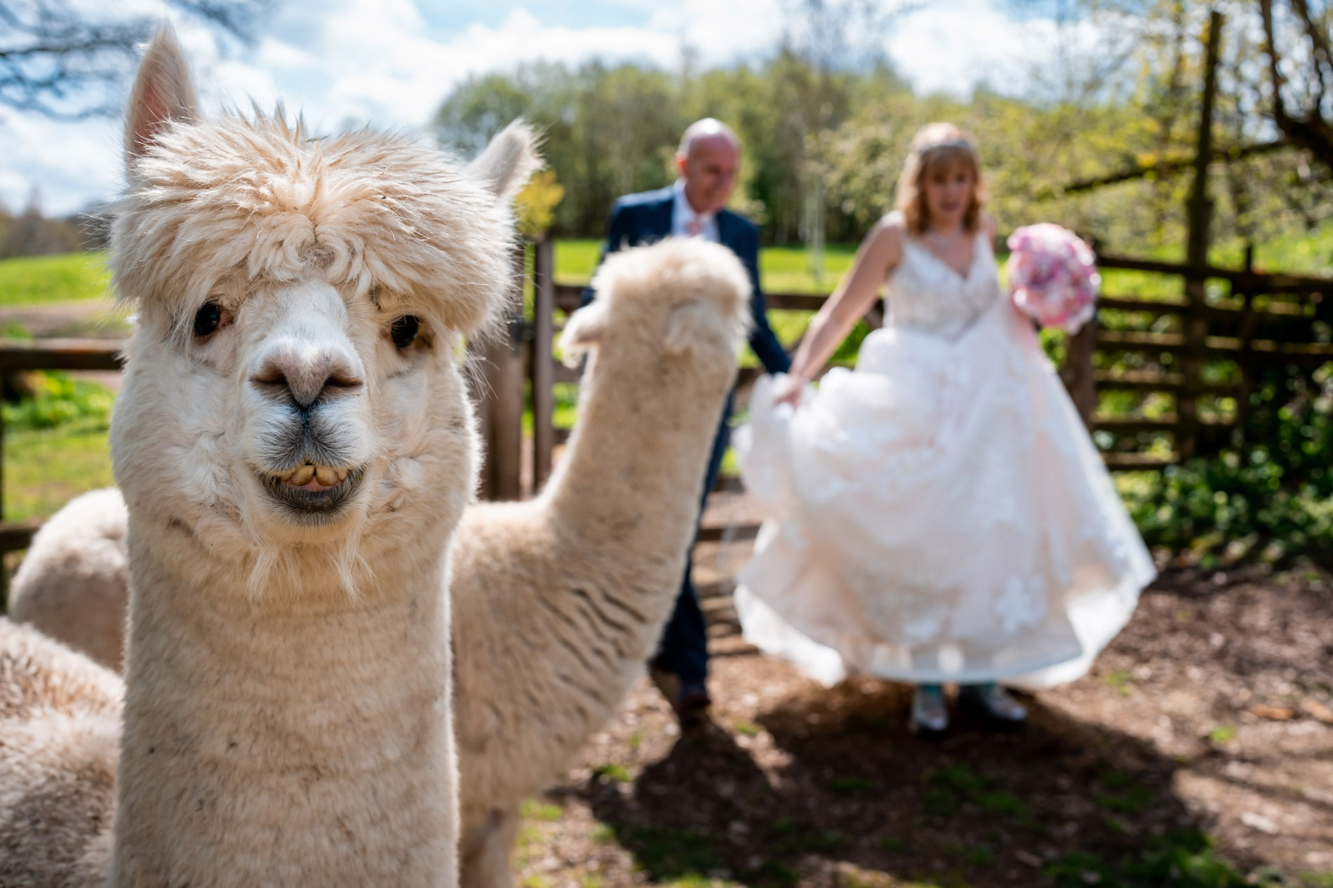 Guests feeding alpacas at a wedding at Tree Top Escape