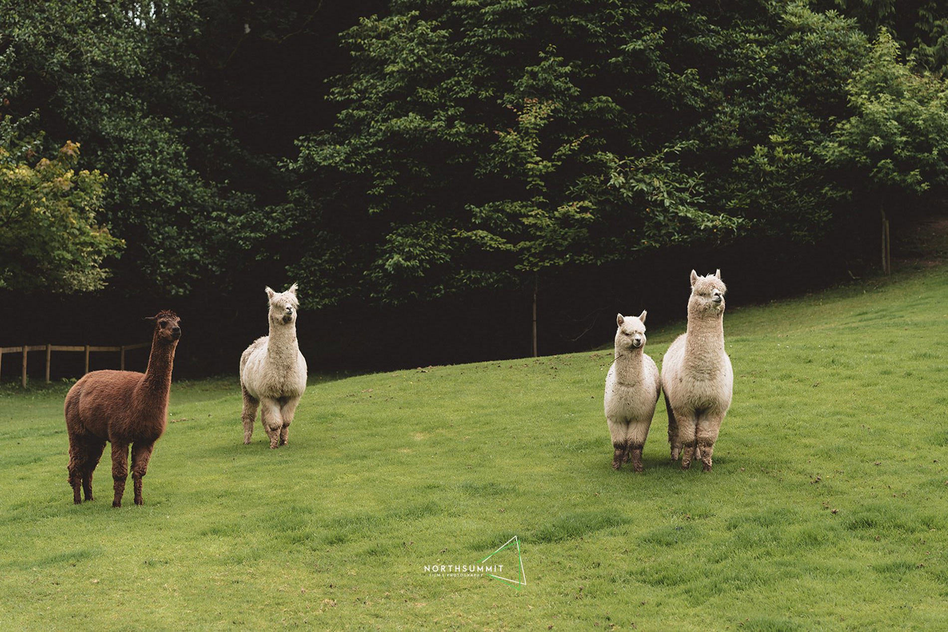 Our five resident alpacas at Tree Top Escape wedding venue in Devon