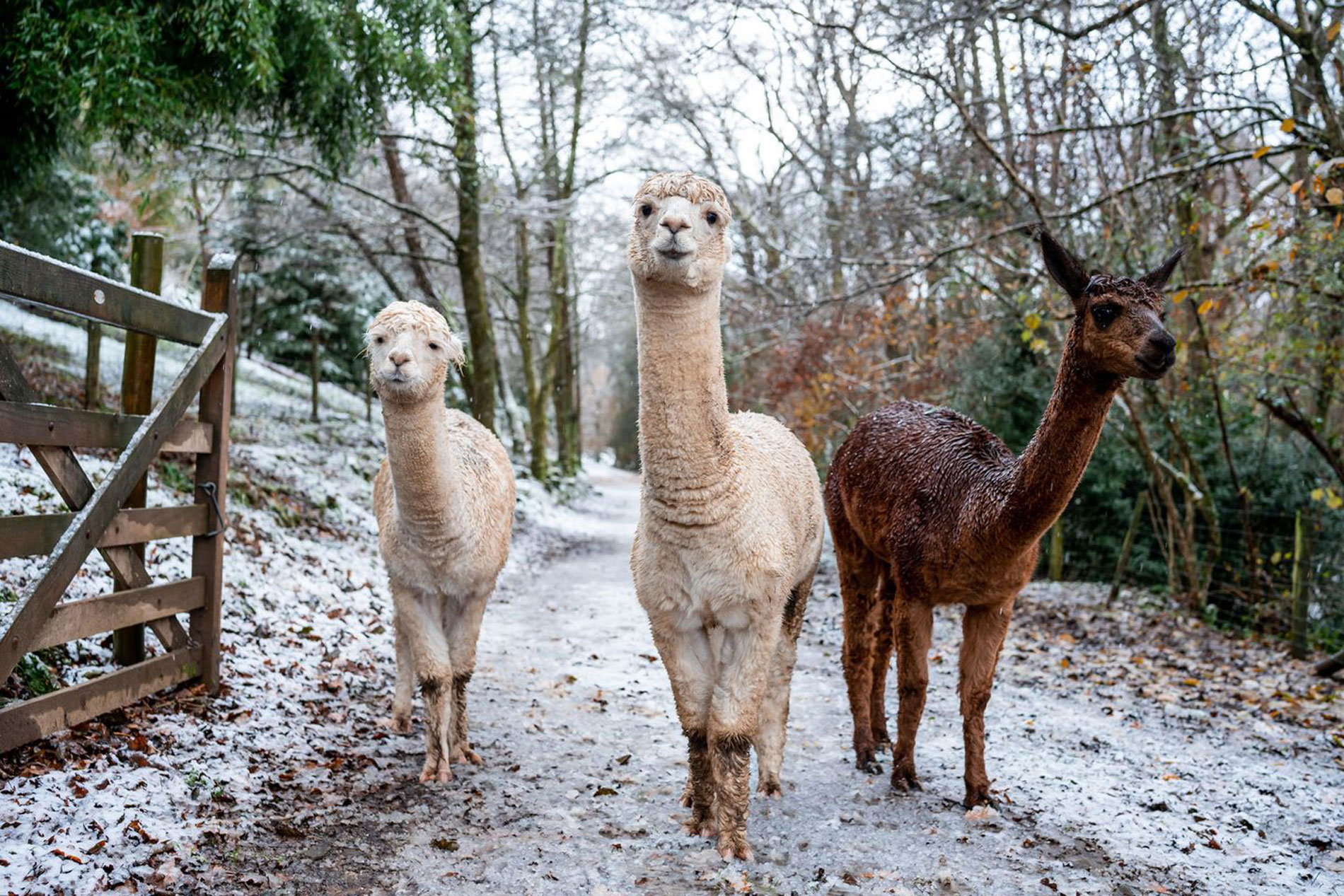 Meet and feed our alpacas on your wedding day at Tree Top Escape