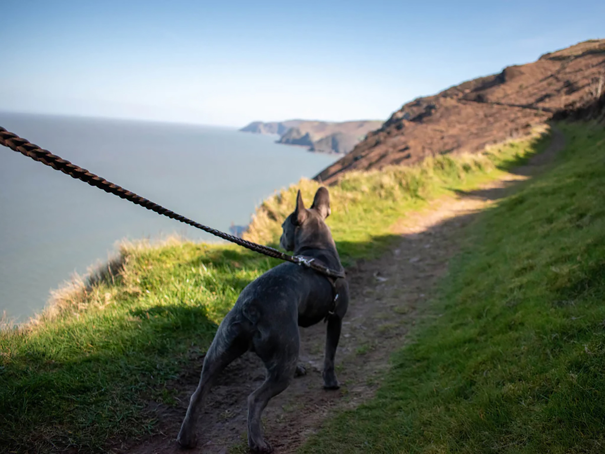 Dog Friendly North Devon