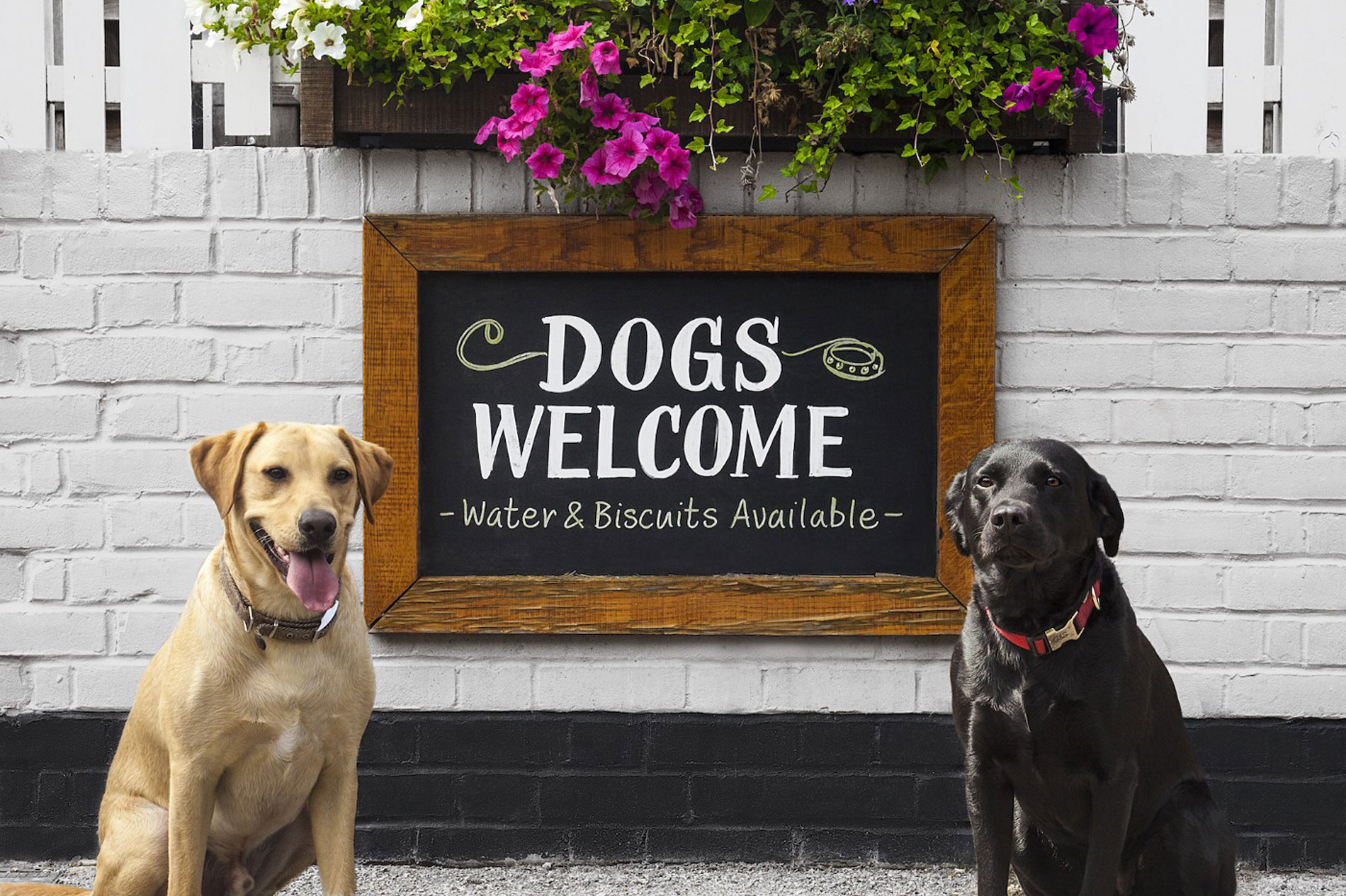 North Devon Dog Friendly Places to Eat
