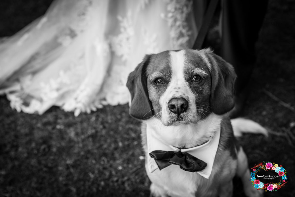 Dog Friendly Wedding Venue