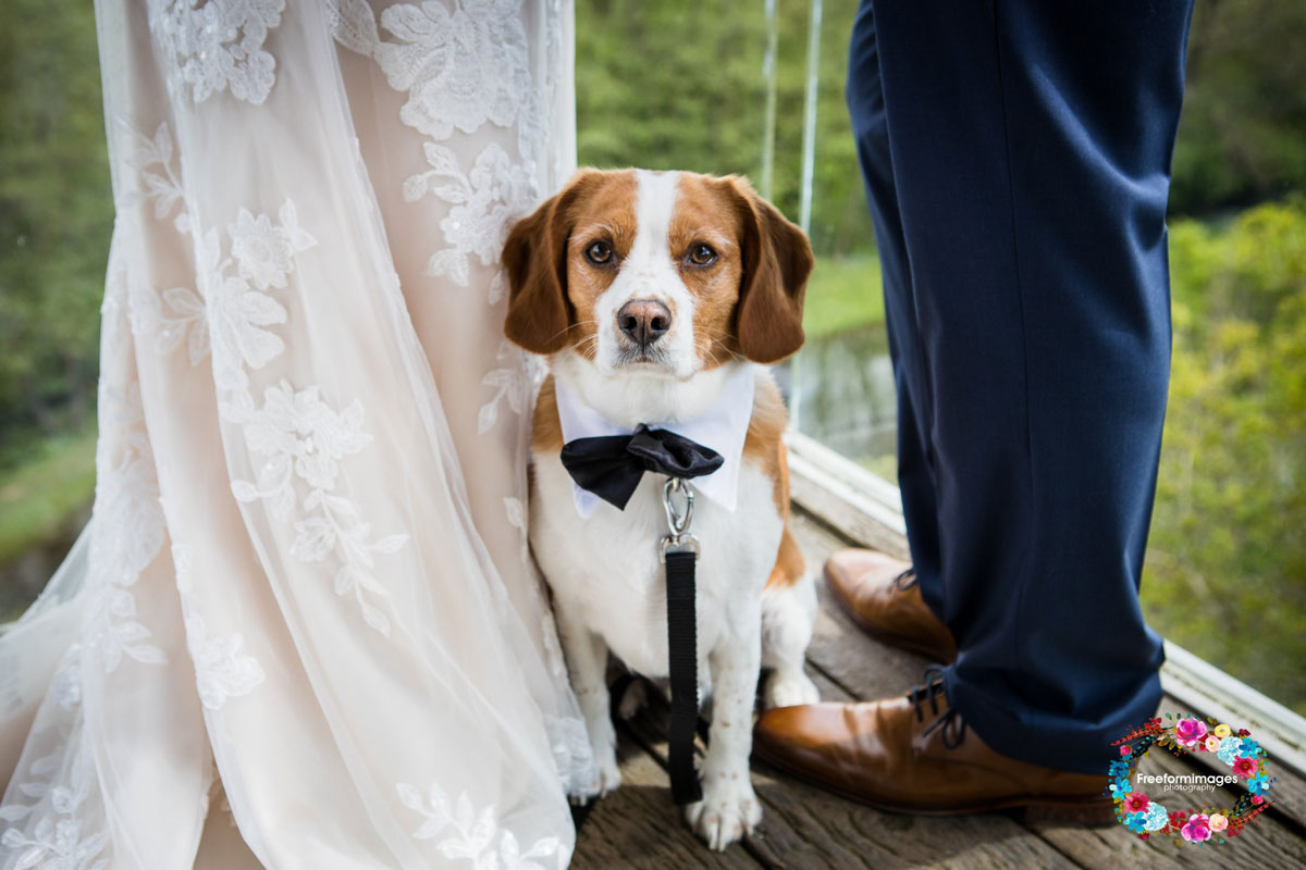 Dog Friendly Wedding Venue