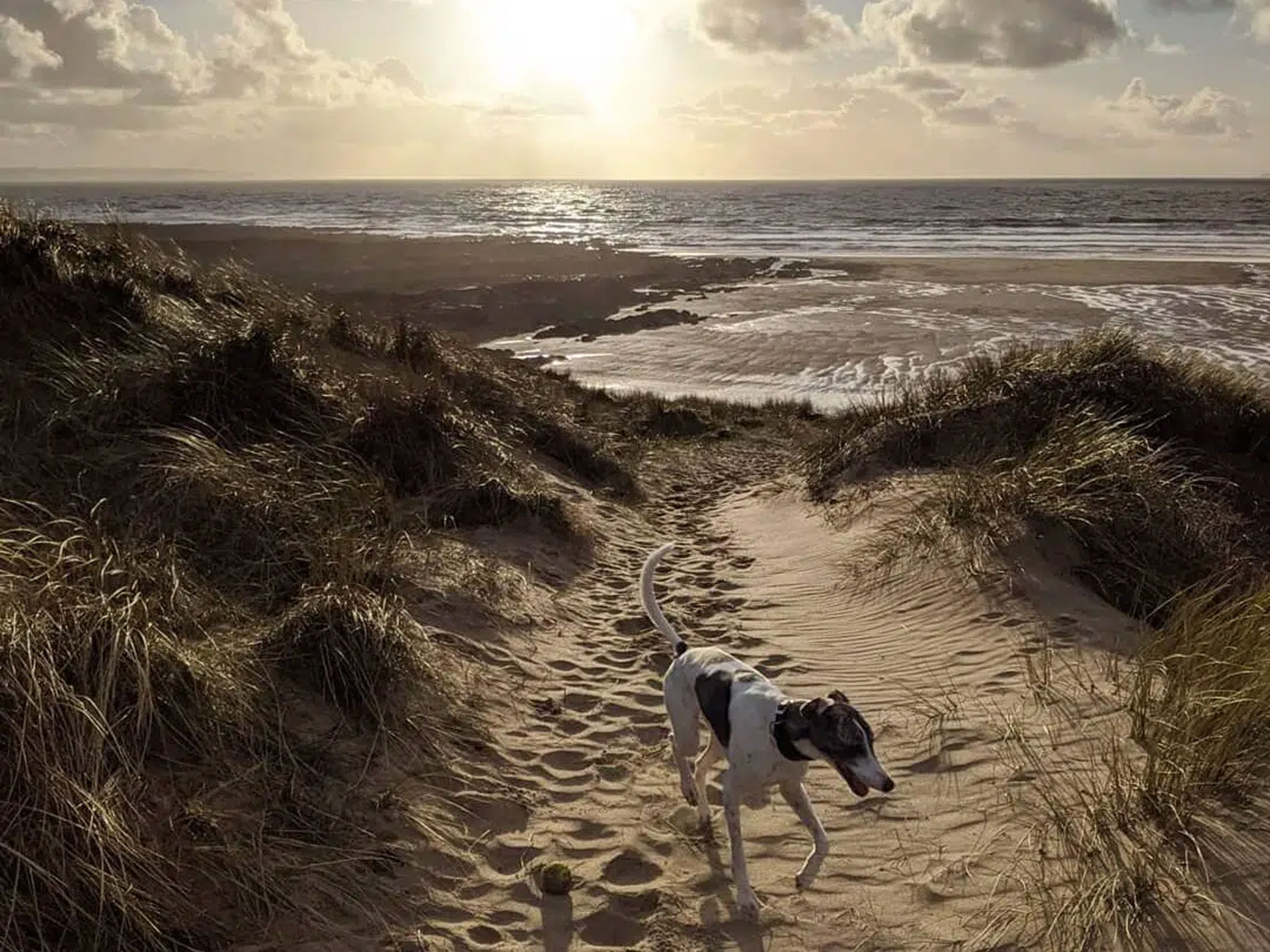 North Devon Dog Friendly Beaches