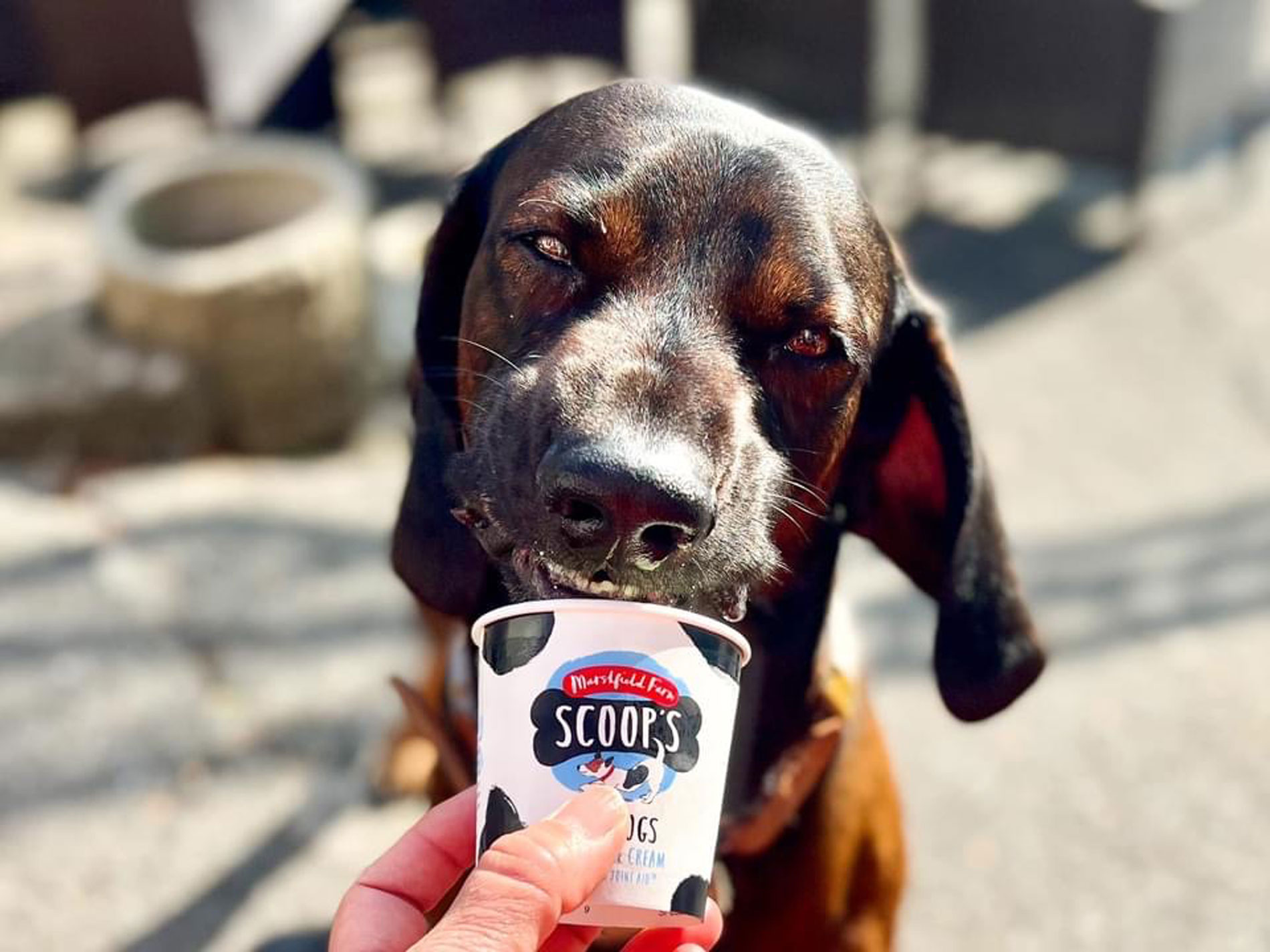 Dog Friendly Places to eat North Devon