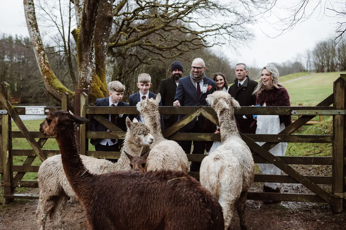 Micro Wedding Alpacas