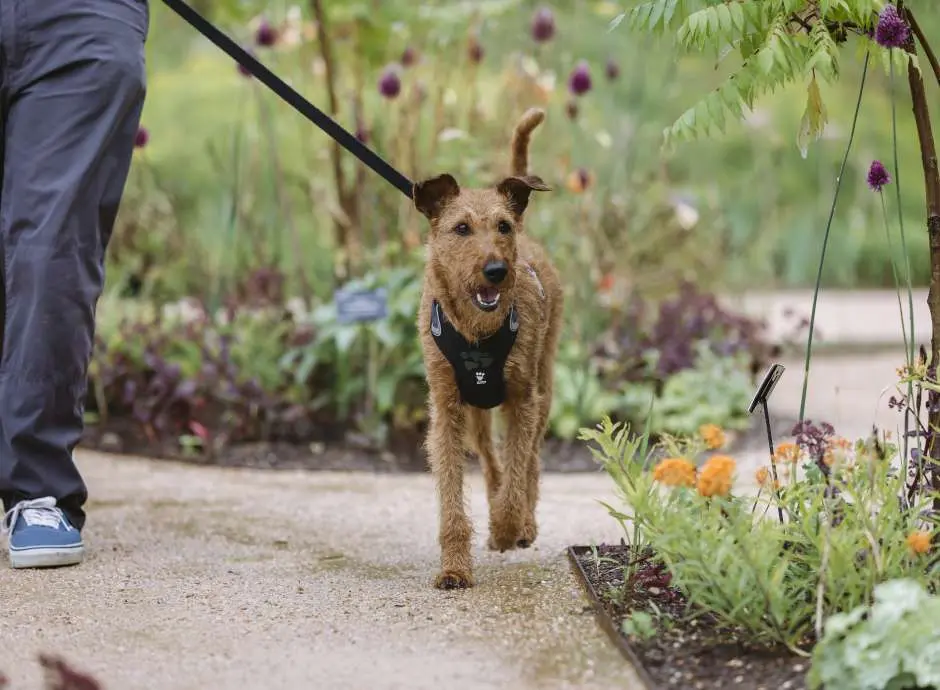 RHS Rosemoor — dog friendly North Devon