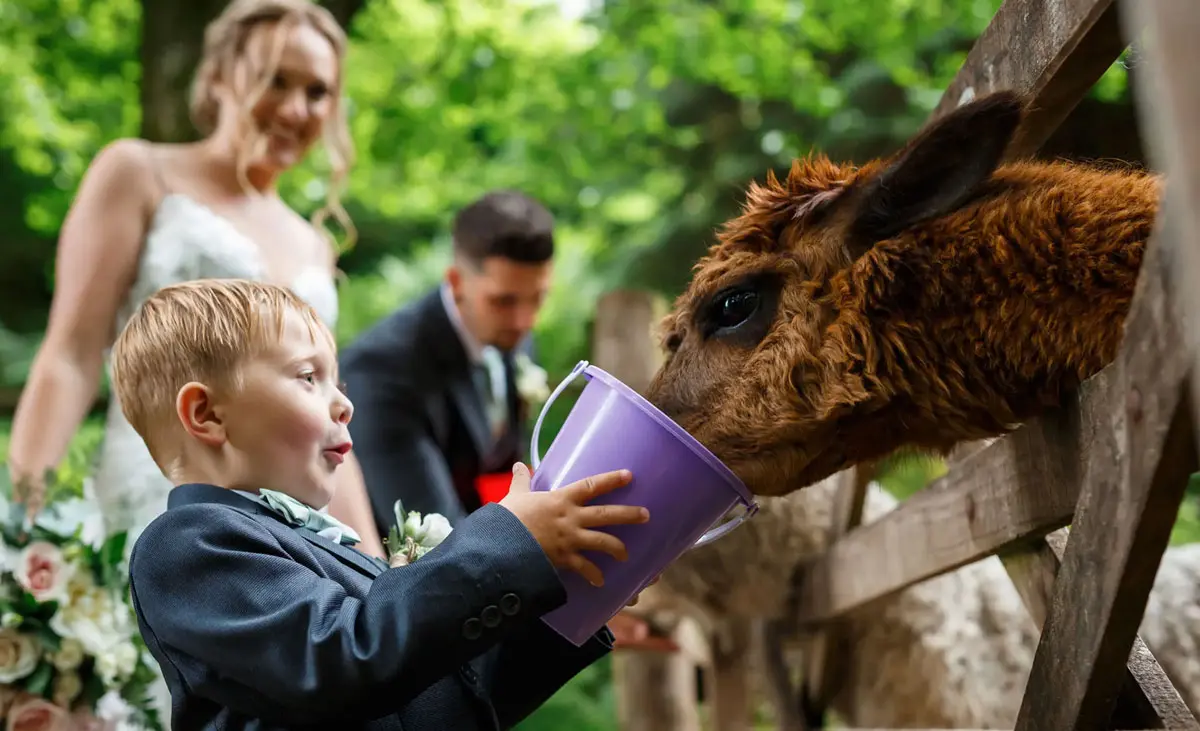 Alpaca Feeding